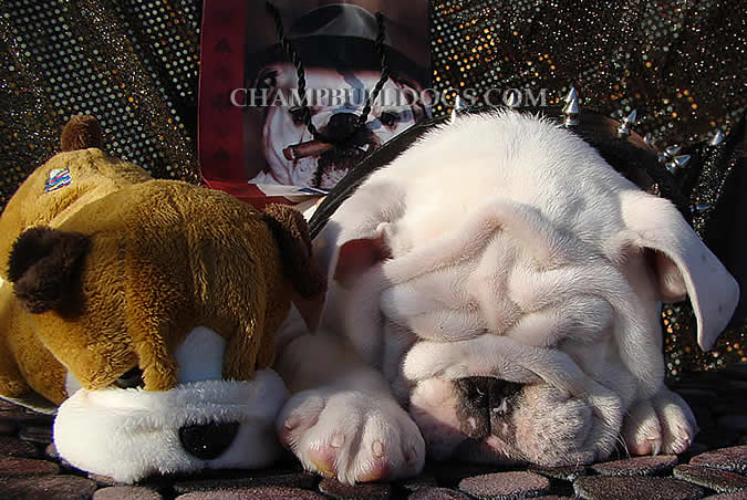 white English bulldog puppies